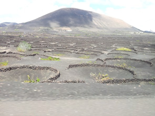 wijngaarden in de lava...