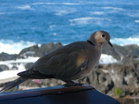Guarachico : duif bij de lunch op de balkonrand