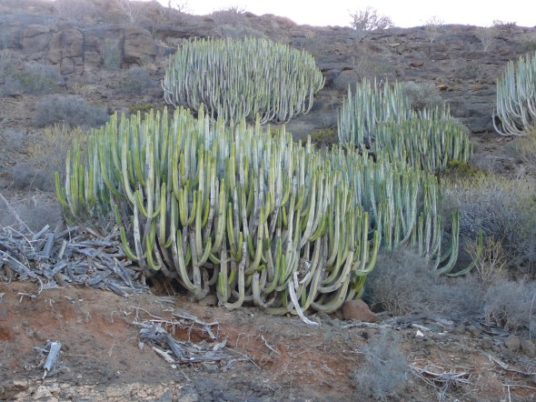 cactusplanten overal op weg naar de mirador