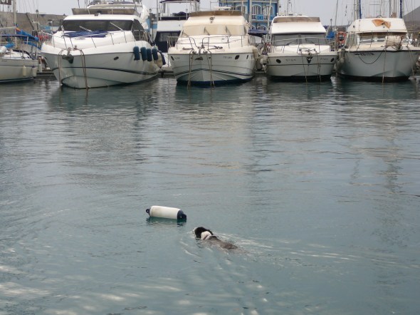 hond redt stootwil....