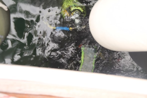 duiker maakt nog even het onderwaterschip schoon; geen overbodige 