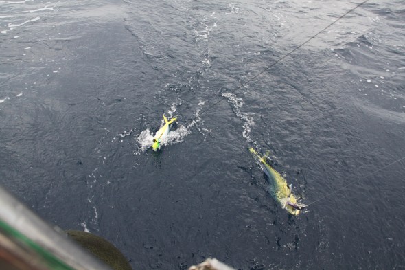2 vissen tegelijk! het blijke Dorado's (Mahi-mahi's) ; heel anders dan de Doardes die wij kennen maar ook erg lekker!
