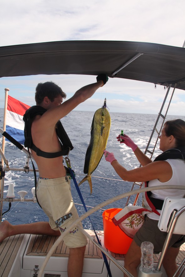 nog een Mahi-mahi! deze is in zijn eentje goed voor meer gewicht dan de eerdere 2 samen!