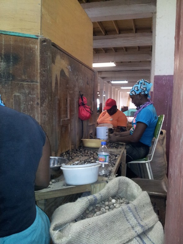 nootmuskaat wordt gepeld 9100% handmatig!)