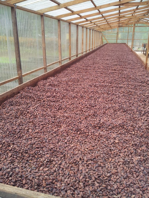 cacaobonen liggen tedrogen - in een kas....