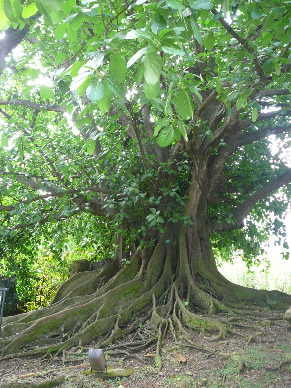 boom met luchtwortels verstaagd....