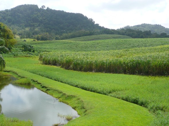suikerriet plantage op  Clement
