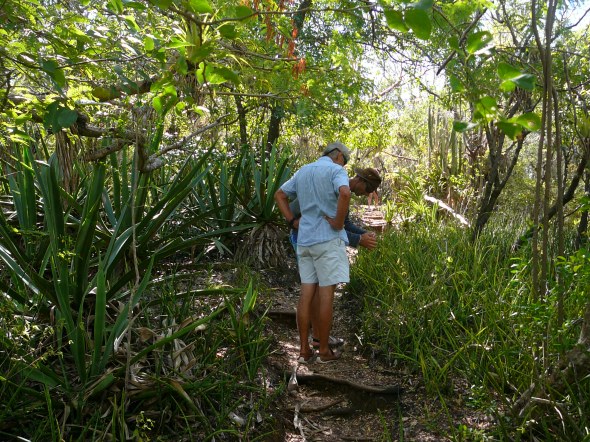 desmonds trail naar Shirley Heights
