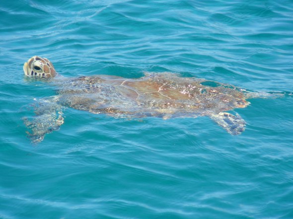 schidpad naast de boot!