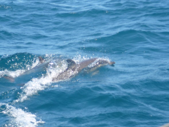dolfijnen in de baai van Gibraltar