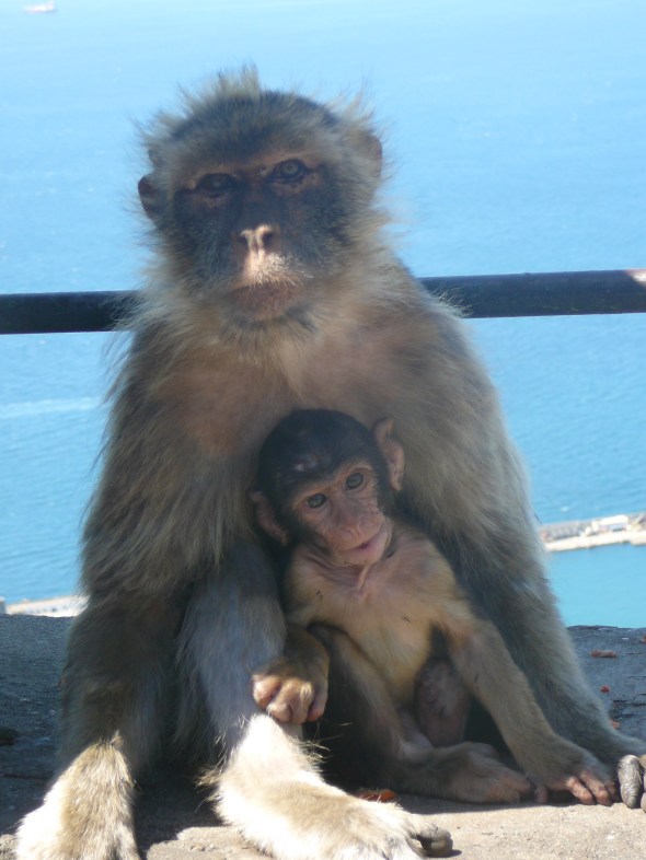 aapjes op de rots van Gibraltar