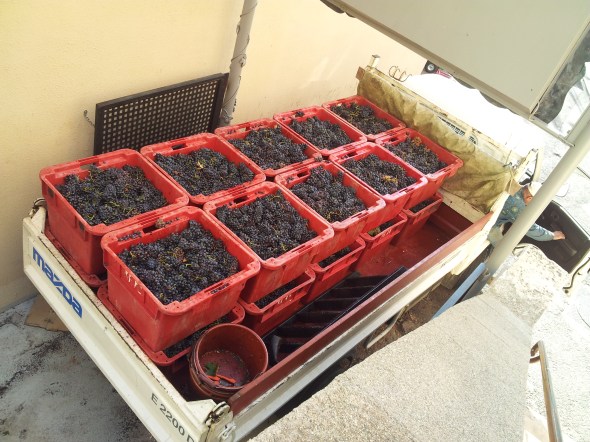 op de druiven natuurlijk...