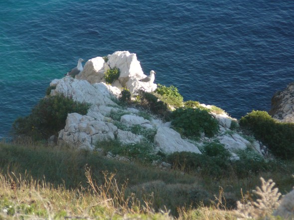 onze trouwe vriendjes, de meeuwen