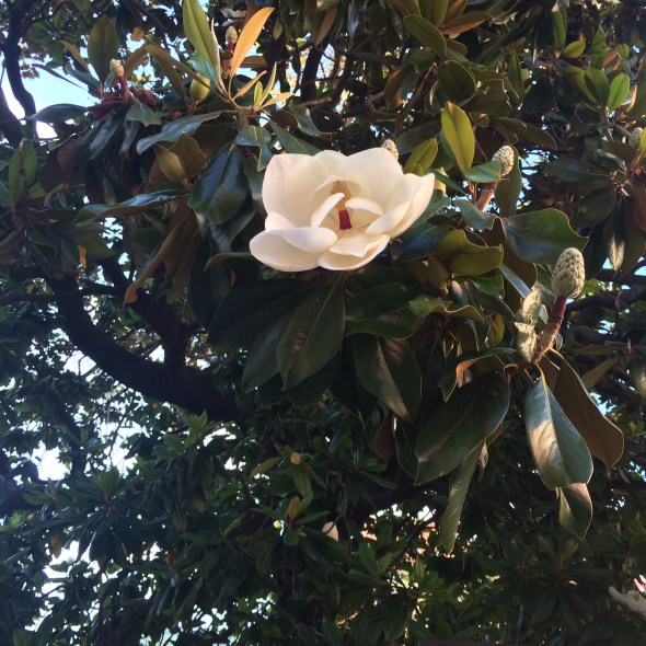 boom met grote bloemen op het plein. Wie weet wat dit voor een boom is?