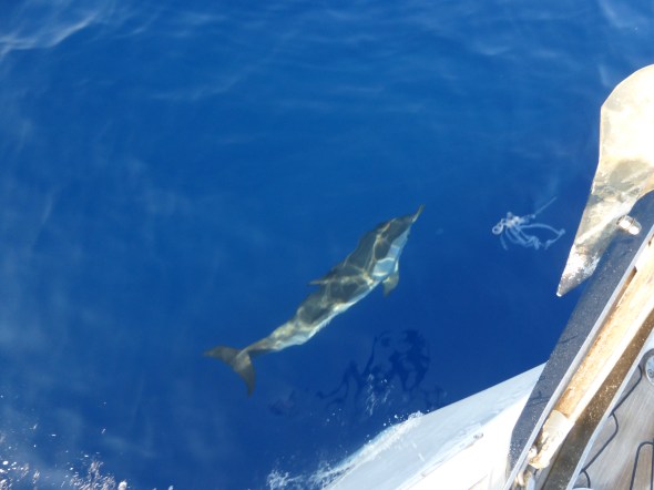 dolfijnen onderweg
