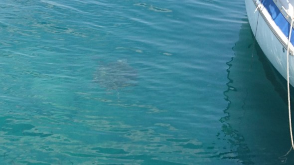 schildpad in de haven! er zitten er wel drie
