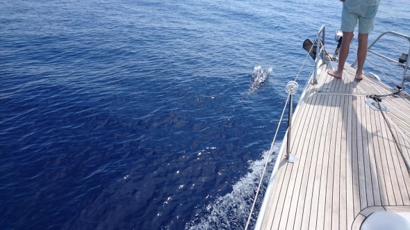 dolfijnen onderweg naar Syracuse